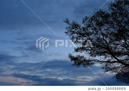 木と夕空 100898669