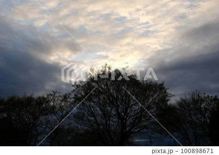 木と夕空 100898671