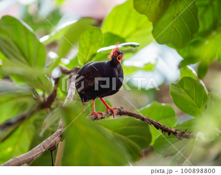 Full-length portrait of Crested partridge or Rollulus rouloul. Bird also known as roul-roul, red-crowned wood partridge, green wood quail. Full-length portrait of Crested partridge or Rollulus rouloul. Bird also known as roul-roul, red-crowned wood partridge, green wood quail. 100898800