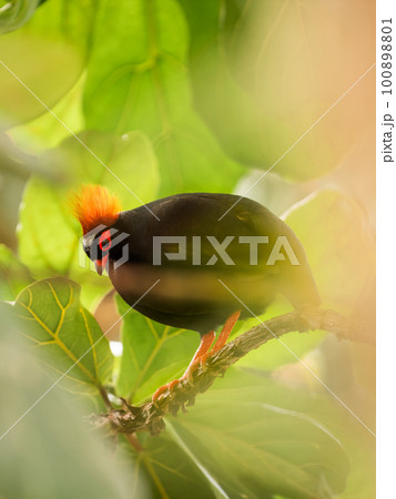 Full-length portrait of Crested partridge or Rollulus rouloul. Bird also known as roul-roul, red-crowned wood partridge, green wood quail. 100898801