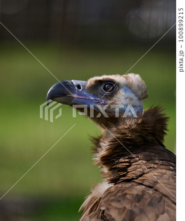 Portrait of a black griffin bird in nature 100899215