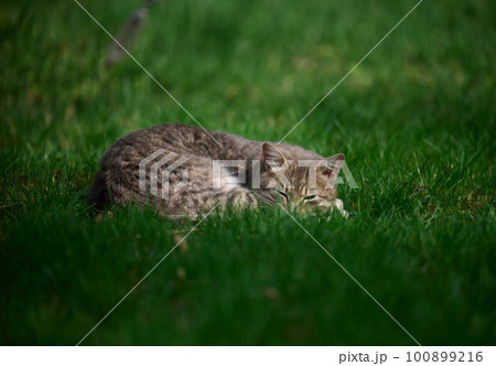 Adult gray cat sleeps on a green lawn on a sunny day 100899216