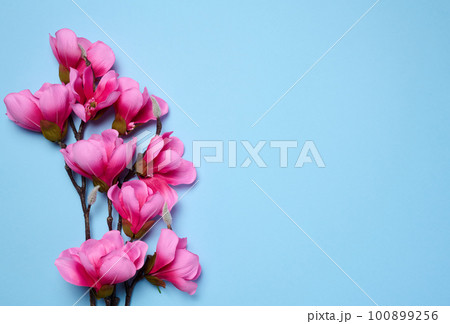 Branch with pink magnolia flowers on a blue background, top view 100899256