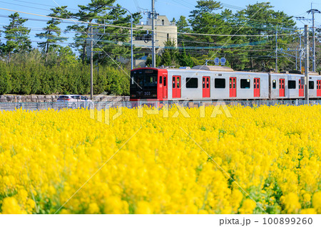 菜の花畑と筑肥線　福ふくの里　福岡県糸島市 100899260