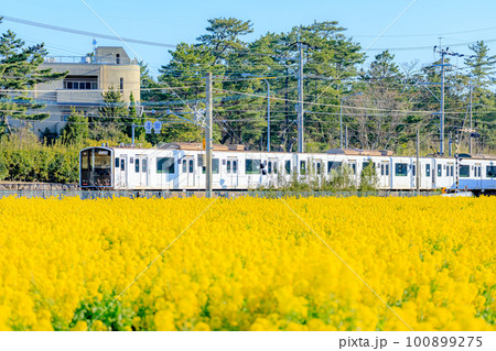 菜の花畑と筑肥線　福ふくの里　福岡県糸島市 100899275