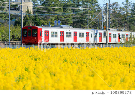 菜の花畑と筑肥線　福ふくの里　福岡県糸島市 100899278