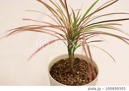 観葉植物　ドラセナ　コンシンネ 100899305