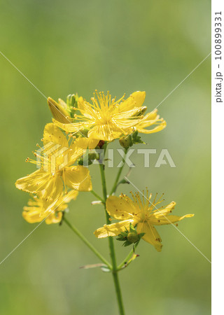 セイヨウオトギリ 札幌市 セイヨウオトギリ 札幌市 100899331