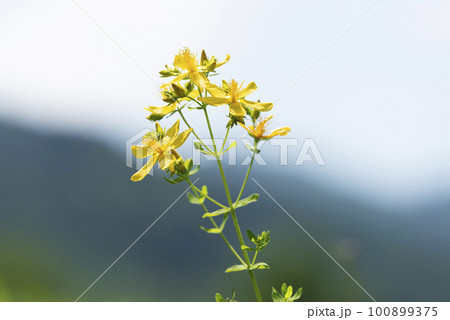 セイヨウオトギリ　札幌市 100899375