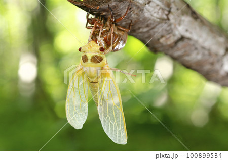 アカエゾゼミの羽化 札幌市 アカエゾゼミの羽化 札幌市 100899534