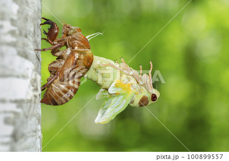 エゾゼミの羽化　札幌市 100899557