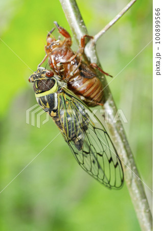 エゾゼミ　札幌市 100899566