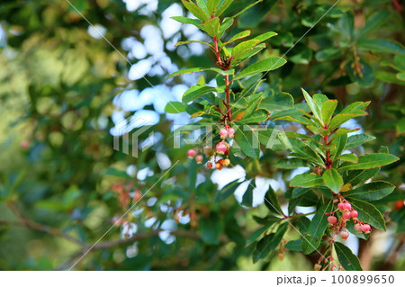 ヒメイチゴノキの花 100899650