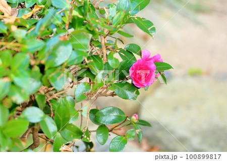 サザンカの花 100899817