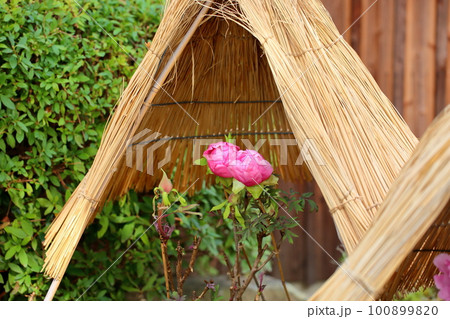 冬咲き 寒牡丹の花 冬咲き 寒牡丹の花 100899820