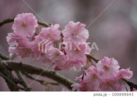 薄紅色のしだれ桜の花が咲き誇る　城山公園の風景（イメージ） 100899843