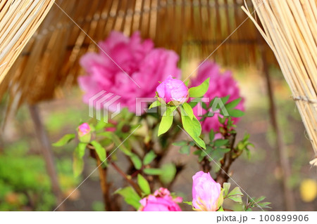 冬咲き　寒牡丹の花　蕾 100899906