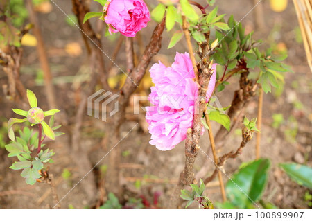 冬咲き　寒牡丹の花 100899907