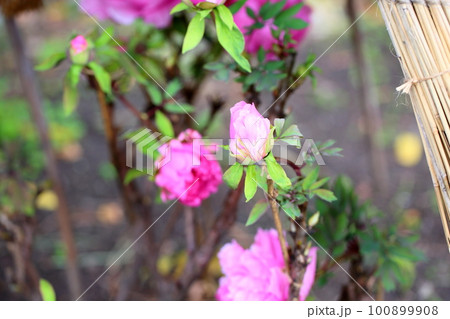 冬咲き 蕾 寒牡丹の花 冬咲き 蕾 寒牡丹の花 100899908