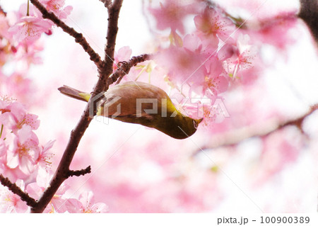 ピンク色の河津桜とメジロ ピンク色の河津桜とメジロ 100900389