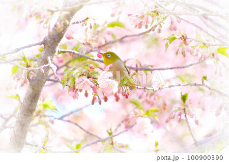 ピンク色の河津桜とメジロ 100900390