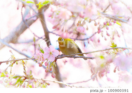 ピンク色の河津桜とメジロ 100900391