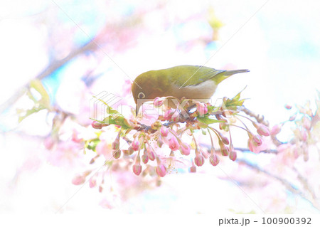 ピンク色の河津桜とメジロ 100900392