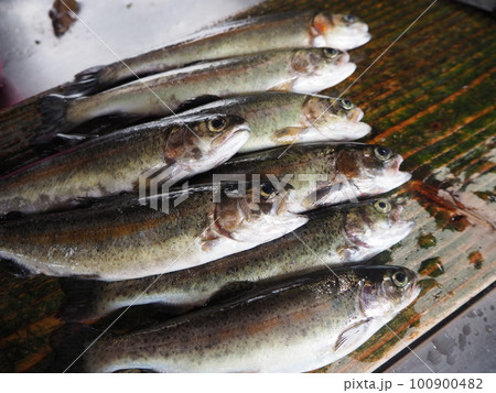 大量にニジマス釣れた! 釣りたてを調理! 調理して炭火焼! 渓流釣り 新潟 湯沢 家族旅行 大量にニジマス釣れた! 釣りたてを調理! 調理して炭火焼! 渓流釣り 新潟 湯沢 家族旅行 100900482