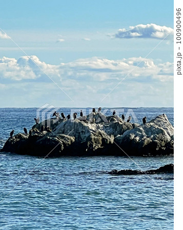 【千葉県南房総市】1月の根本海水浴場　岩場の海鳥 100900496
