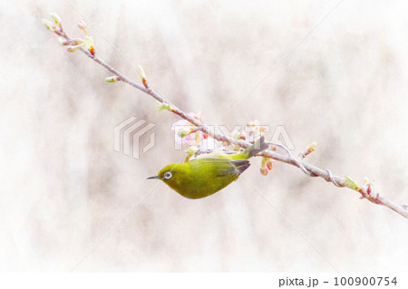 ピンク色の河津桜とメジロ 100900754