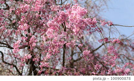 桜、しだれ桜、八重桜、満開の綺麗なさくら、春の季節、自然風景、背景素材、 100900878