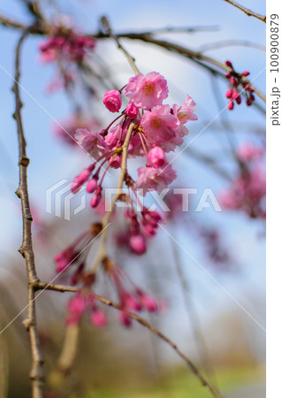 桜、しだれ桜、八重桜、満開の綺麗なさくら、春の季節、自然風景、背景素材、 100900879