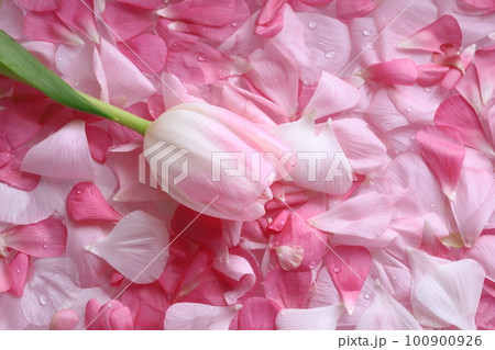ラナンキュラスの花びらとチューリップ 100900926
