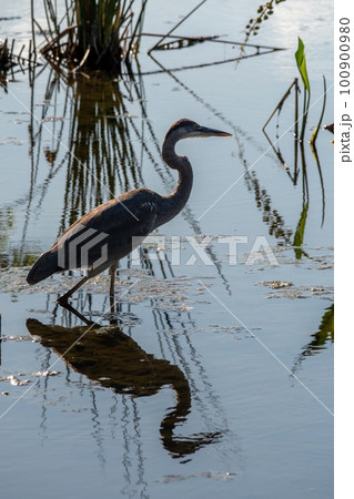 Backlit Great Blue Heron - Ardea herodias - reflected in calm water. Backlit Great Blue Heron - Ardea herodias - reflected in calm water. 100900980
