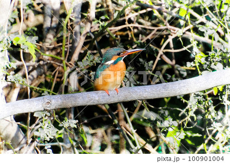 飛ぶ宝石と呼ばれるカワセミ 100901004