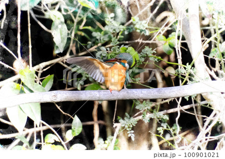 飛ぶ宝石と呼ばれるカワセミ 100901021