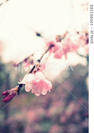 雨に濡れる桜 雨に濡れる桜 100901568