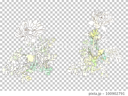 銀蓮花屬例證 100902791