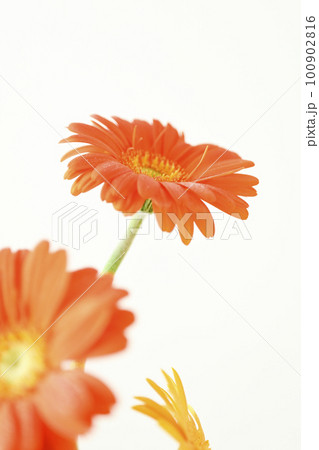 夏らしい明るいカラフルな水滴のついたオレンジ色のガーベラの花 100902816