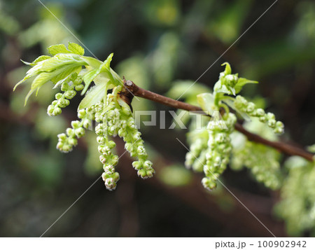 桑の花 桑の花 100902942