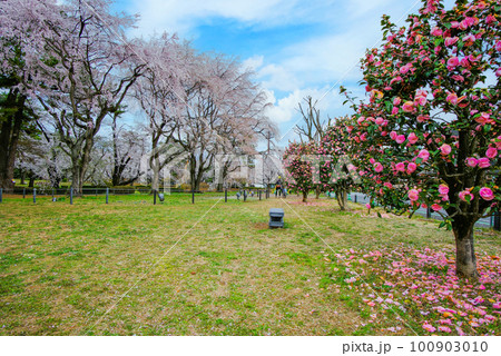 椿としだれ桜 100903010