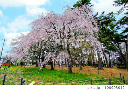 敷島公園の枝垂桜2 敷島公園の枝垂桜2 100903012
