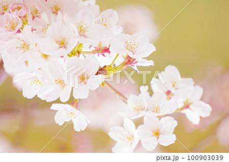 桜 桜 100903039