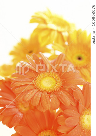 白バックの夏らしい明るい水滴のついたオレンジ色のガーベラの花 白バックの夏らしい明るい水滴のついたオレンジ色のガーベラの花 100903076