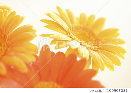 白バックの夏らしい明るい水滴のついたオレンジ色のガーベラの花 白バックの夏らしい明るい水滴のついたオレンジ色のガーベラの花 100903081