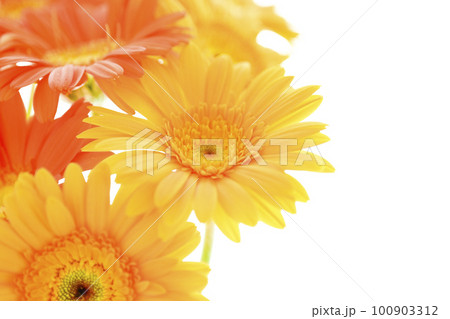 夏の太陽のような明るくカラフルな黄色とオレンジ色のガーベラの花 夏の太陽のような明るくカラフルな黄色とオレンジ色のガーベラの花 100903312