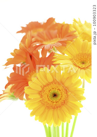 夏の太陽のような明るくカラフルな黄色とオレンジ色のガーベラの花 100903323