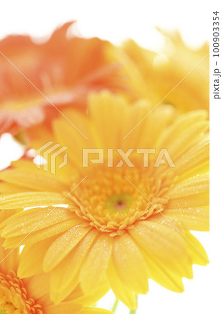 夏の太陽のような明るくカラフルな黄色とオレンジ色のガーベラの花 夏の太陽のような明るくカラフルな黄色とオレンジ色のガーベラの花 100903354