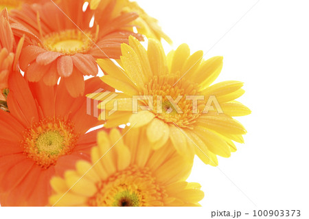 夏の太陽のような明るくカラフルな黄色とオレンジ色のガーベラの花 100903373