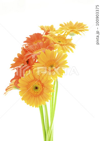 夏の太陽のような明るくカラフルな黄色とオレンジ色のガーベラの花 夏の太陽のような明るくカラフルな黄色とオレンジ色のガーベラの花 100903375